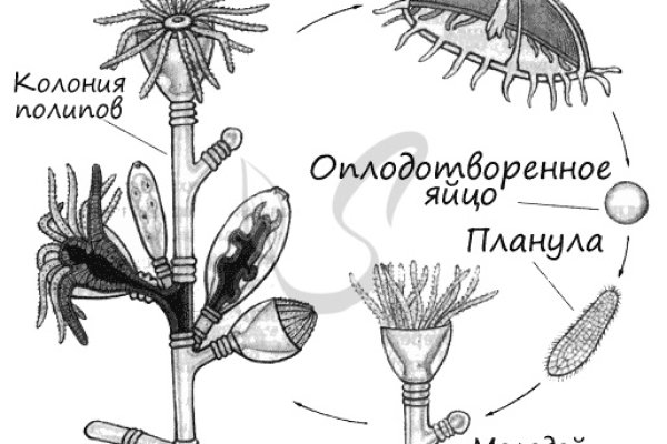 Кракен маркетплейс в тг