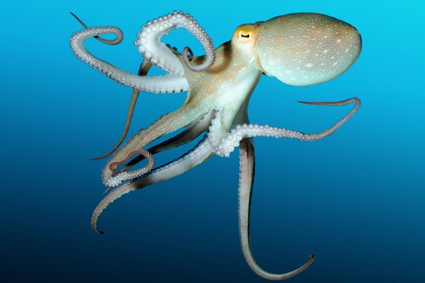 Кракен магазин kraken clear com